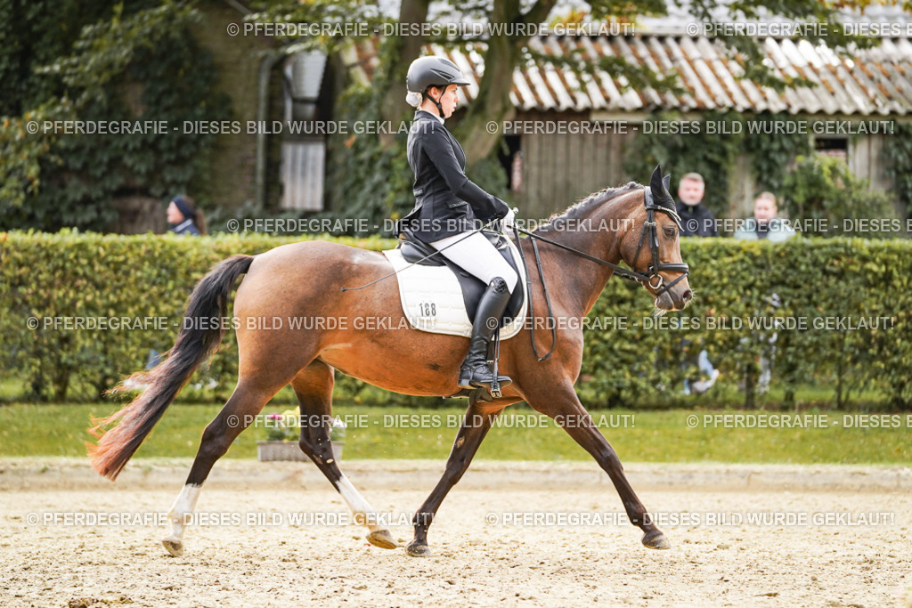 DSC01024 | Pferdegrafie