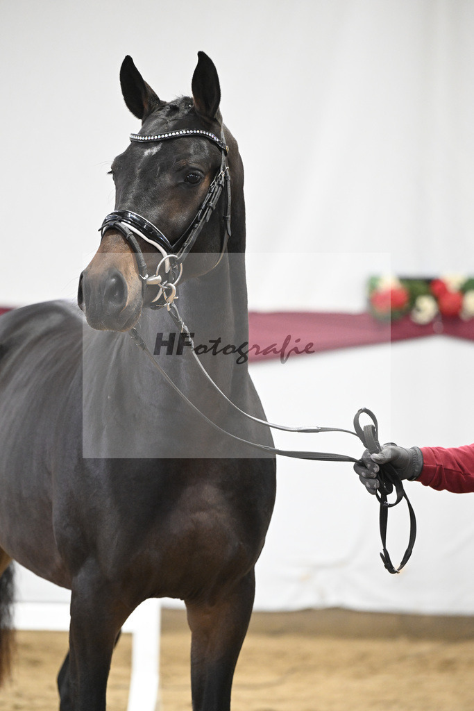 Kat-Nr. 78 Conthalou x Cornet Obolensky_Benjamin Maier_47252719 | hf-fotografie - Realisiert mit Pictrs.com