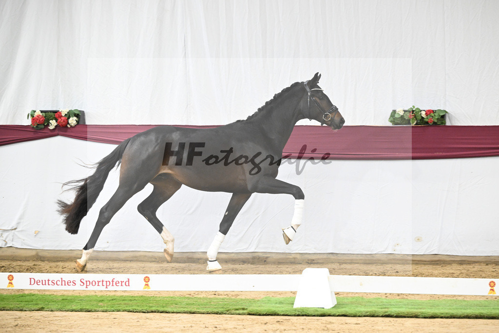 Kat-Nr. 105 Floricello x Sir Donnerhall_Frieder Heilemann_47253537 | hf-fotografie - Realizzato con Pictrs.com