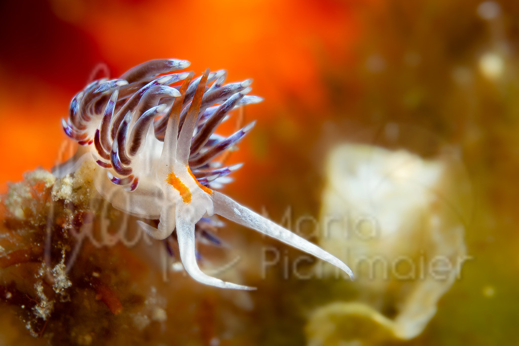 Cratena Peregrina | marpic - Realisiert mit Pictrs.com