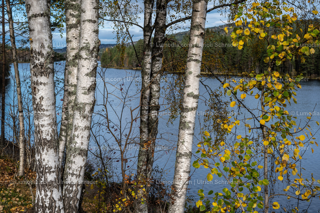 10047-10098 - Herbststimmung am See - Norwegen | Stockfoto und Bilderpool mit Bildmaterial aus Deutschland, dem Harz, Halberstadt, Quedlinburg, Wernigerode und weltweit. Qualitativ hochwertige und professionelle Fotos anschauen und kaufen. - Realisiert mit Pictrs.com