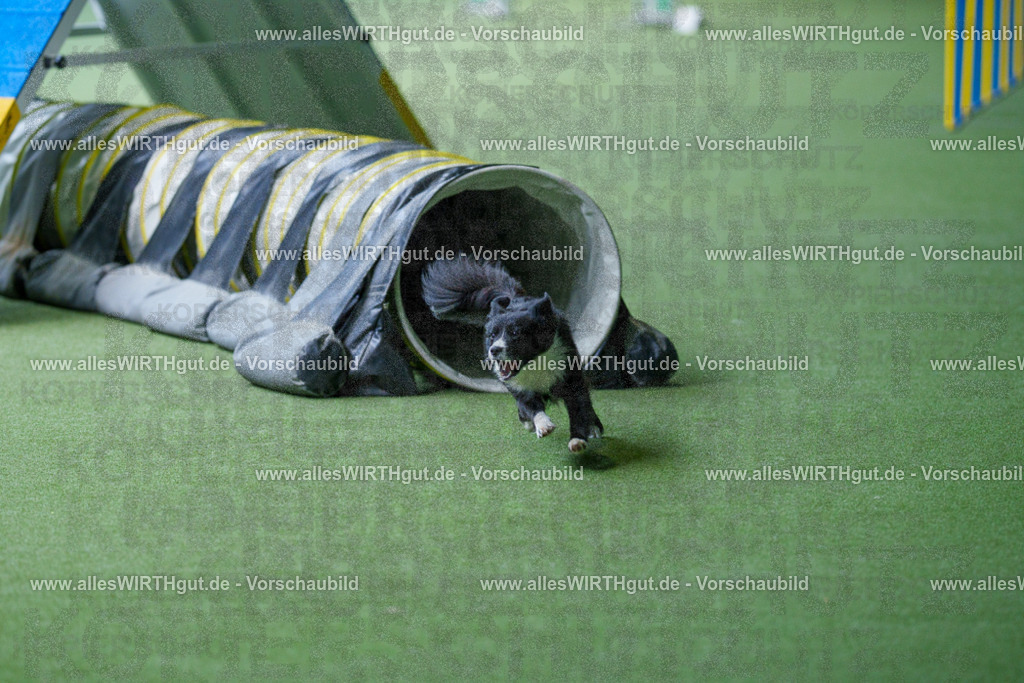@allesWIRTHgut_Tierfotografie - www.allesWIRTHgut.de - 2604251247-7R502787 | Professionelle Tierfotografie in Mönchengladbach von Daniel Wirth (allesWIRTHgut). Liebevolle & natürliche Bilder von Hunden & Katzen für unvergessliche Erinnerungen.