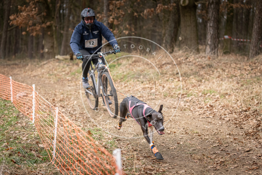 Pfotenfotografie_DV3A1581 | Hundefotografie, Tierfotograf, Pfotenfotografie, Fotoshooting Hund, Hunde Portrait, Hundesport, Hundeportraits, Heideshooting, Hunde, Sportfotograf, Hundefotograf, Turnierhundsport, THS,  - Realisiert mit Pictrs.com