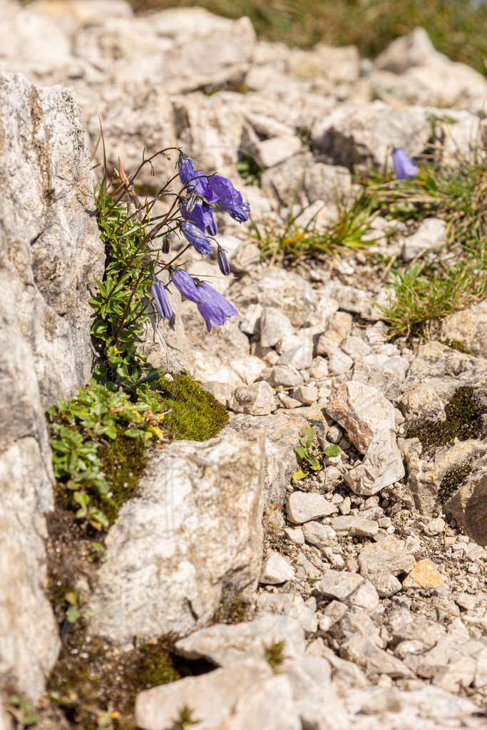 Rauher Kamm | Ihre Fotografin im Lungau, ihre Fotografin im Mostviertel, Wandbilder Onlineshop, Imagefotos für Ihr Unternehmen,  - Realisiert mit Pictrs.com