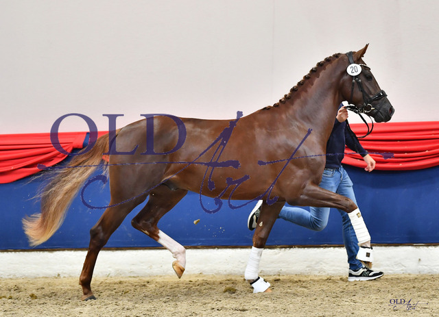 20 DE433330756720 HM Sezuan_s Donnerhall - Don Schufro - Fürst RomancierDSC_0001_s | <meta name="description" content="★Offizieller Merchandise und Foto-/Videostore des Oldenburger Verbandes.★ ✅Jetzt auch digital Ausdrucke erhältlich." />
<meta name="keywords" content="Merchandise Foto-/Videostore Oldenburger Verband Photographie 