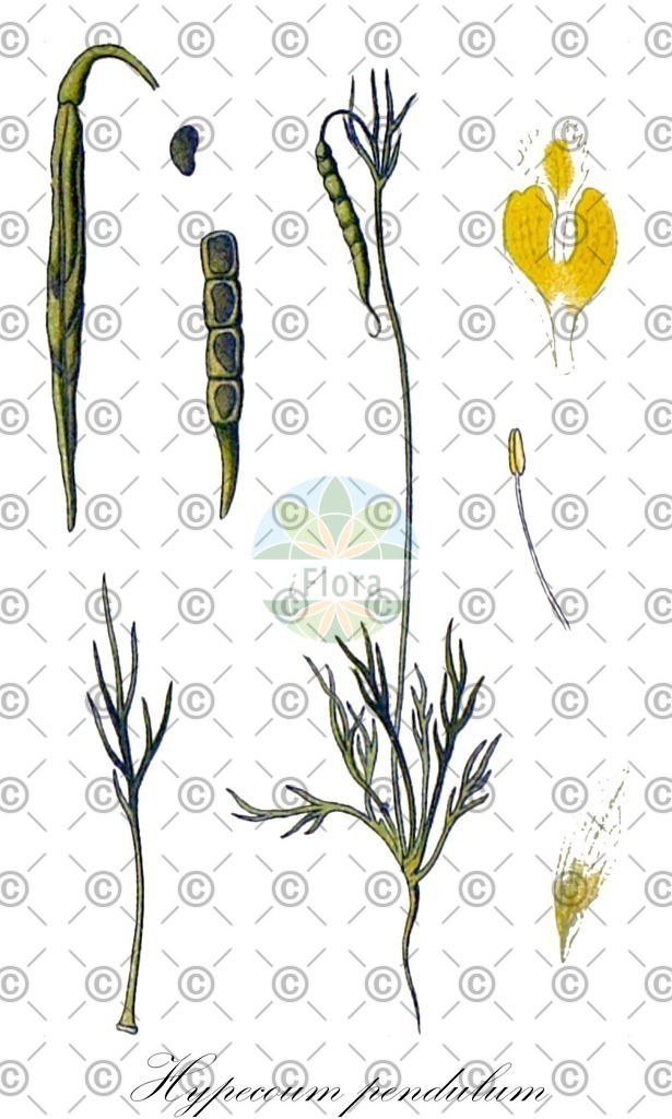 HistAbb_wfo-0000216211_1_ENZY_Simple | Historische Abbildung von Hypecoum pendulum - Papaveraceae (Gelbäugelchen) | Historical Illustration of Hypecoum pendulum - Papaveraceae