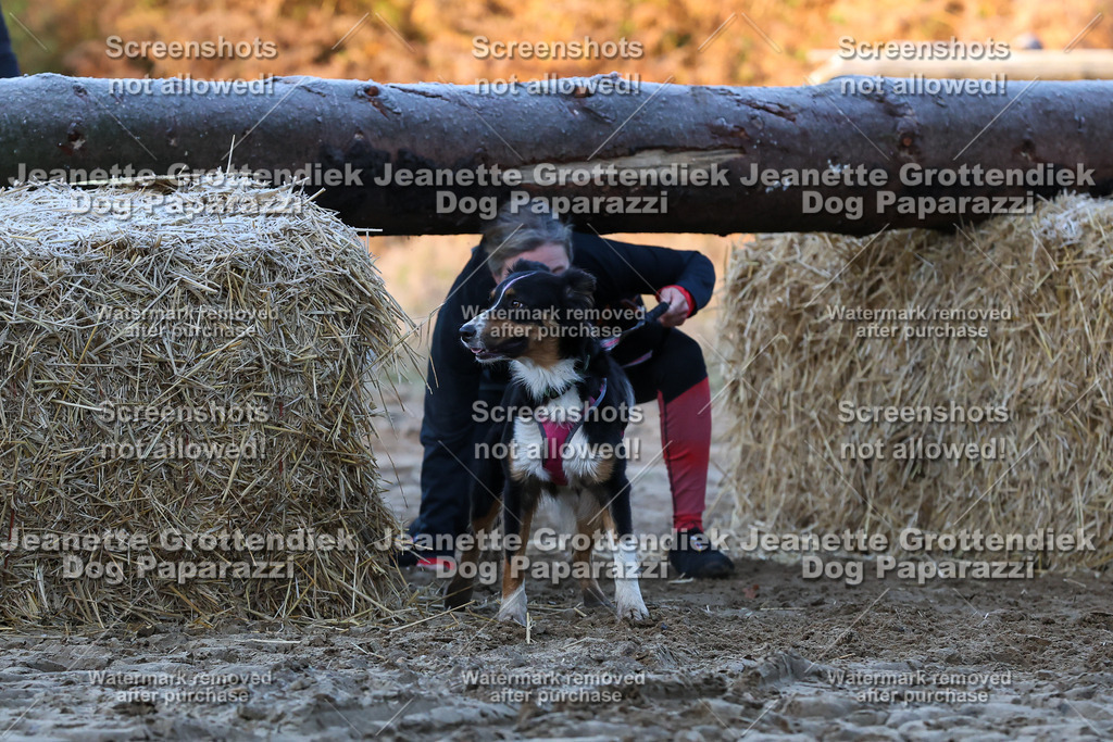 Dog Paparazzi - Strongdog 10-25-415 | Dog Paparazzi Jeanette Grottendiek Fotografie & Videografie - Realisiert mit Pictrs.com