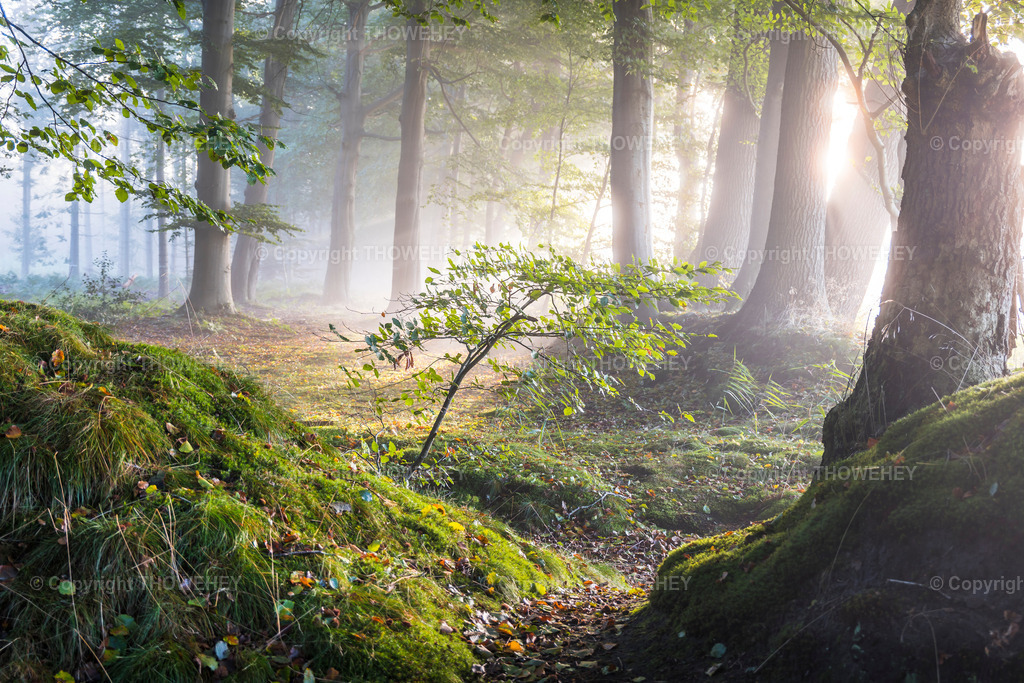 _1009691-HDR | thowehey - Realisiert mit Pictrs.com