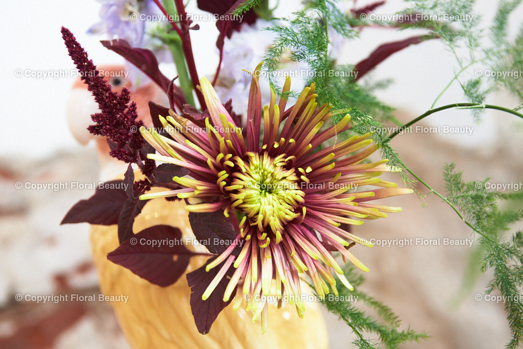 Federchrysantheme mit Amaranth vor Mauer | Nahaufnahme Wandbild von Federchrysantheme mit Amaranth und Rittersporn vor abgebröckeltem Putz in Papageienvase, sehr schönes Postkartenmotiv - Realisiert mit Pictrs.com