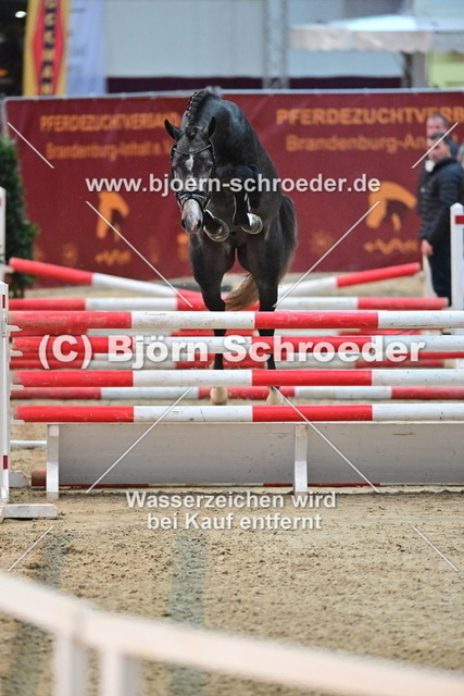 39_Hickstead White - Camarque_790_8697 | Björn Schroeder Pferdefotografie