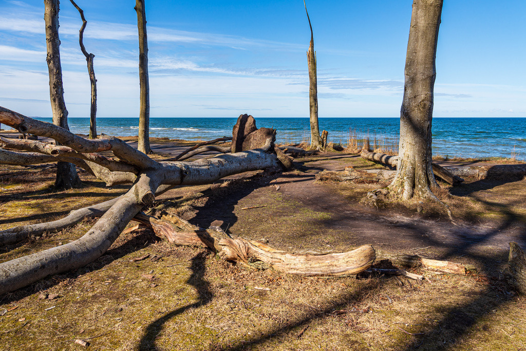 Gespensterwald an der Ostseeküste bei Nienhagen | Gespensterwald an der Ostseeküste bei Nienhagen.