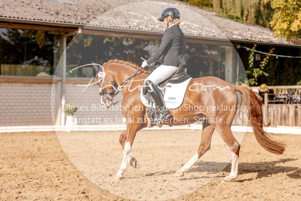 3I6A3050 | Stimmungsvolle Portraits und Reitsportfotografie im Ruhrgebiet und im Münsterland.

Pferdefotografie, Hundefotografie, Tierfotografie, Reportagen, Portraits von Tier und Mensch, Turnierfotografie in Bochum, Recklinghausen, Marl, Haltern am See, Dülmen.. - Realisiert mit Pictrs.com