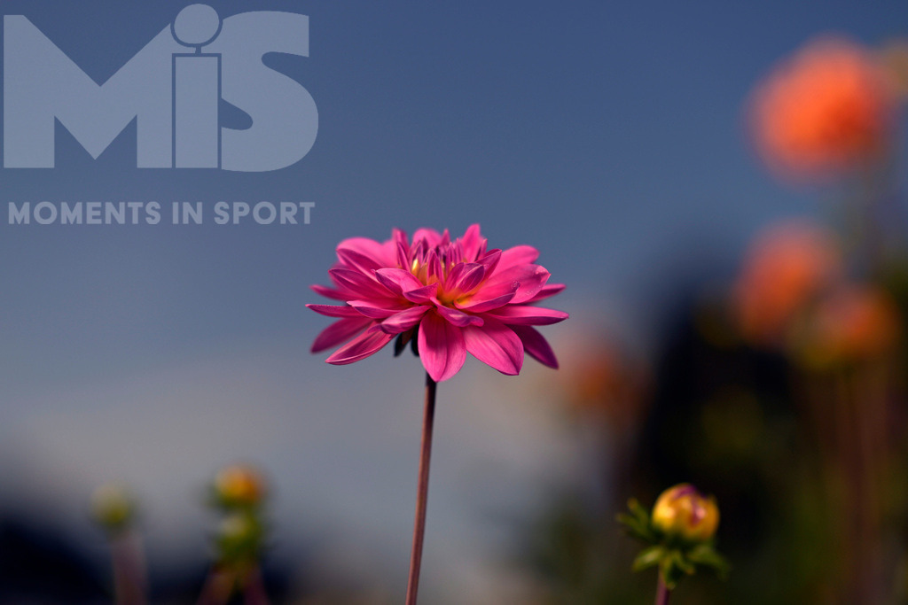 MIS_220918cm095 | 04.09.2022,  Bad Wörishofen Blumen im Spätsommer. Blumenmeer mit Dahlien (Dahlia) an einem Blumenfeld zum selberschneiden im Osten der Kneippstadt Bad Wörishofen, stehen die verschiedensten Sorten in herrlicher Blüte, für die Kunden zum selberschneiden und anschliessender Bezahlung.   - Realisiert mit Pictrs.com