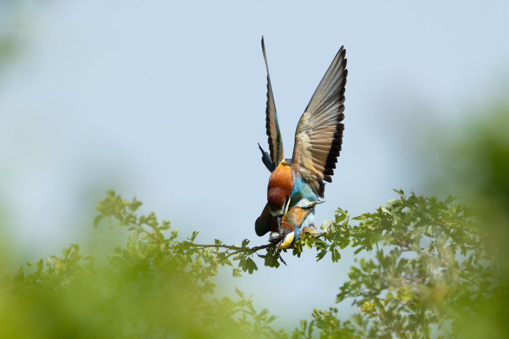 Der Bienenfresser | Der Bienenfresser ist zweifellos einer der auffälligsten und farbenprächtigsten Vögel Europas, der durch sein exotisches Aussehen an Vögel aus tropischen Regionen erinnert. Er gehört zur Familie der Bienenfresser (Meropidae), von denen er die einzige Art ist, die regelmäßig in Europa brütet. - Realisiert mit Pictrs.com