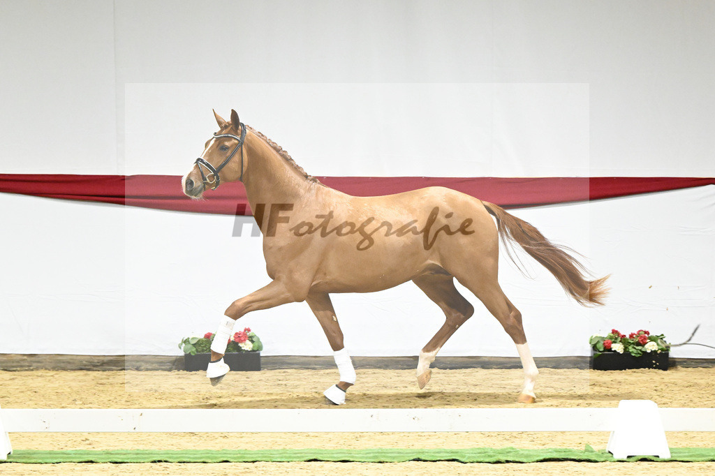Kat-Nr. 14 v. Escamillo_Rhenania Pferde_63220217 | hf-fotografie - Realizzato con Pictrs.com