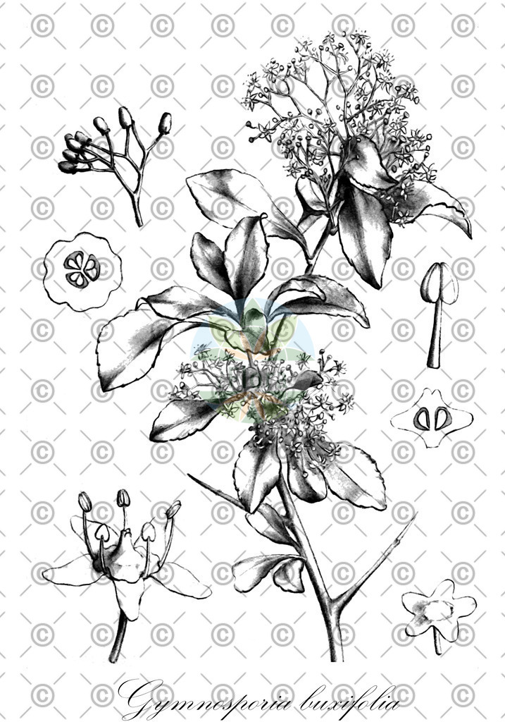 HistAbb_wfo-0000713102_1_ENZY_Simple | Historische Abbildung von Gymnosporia buxifolia - Celastraceae | Historical Illustration of Gymnosporia buxifolia - Celastraceae