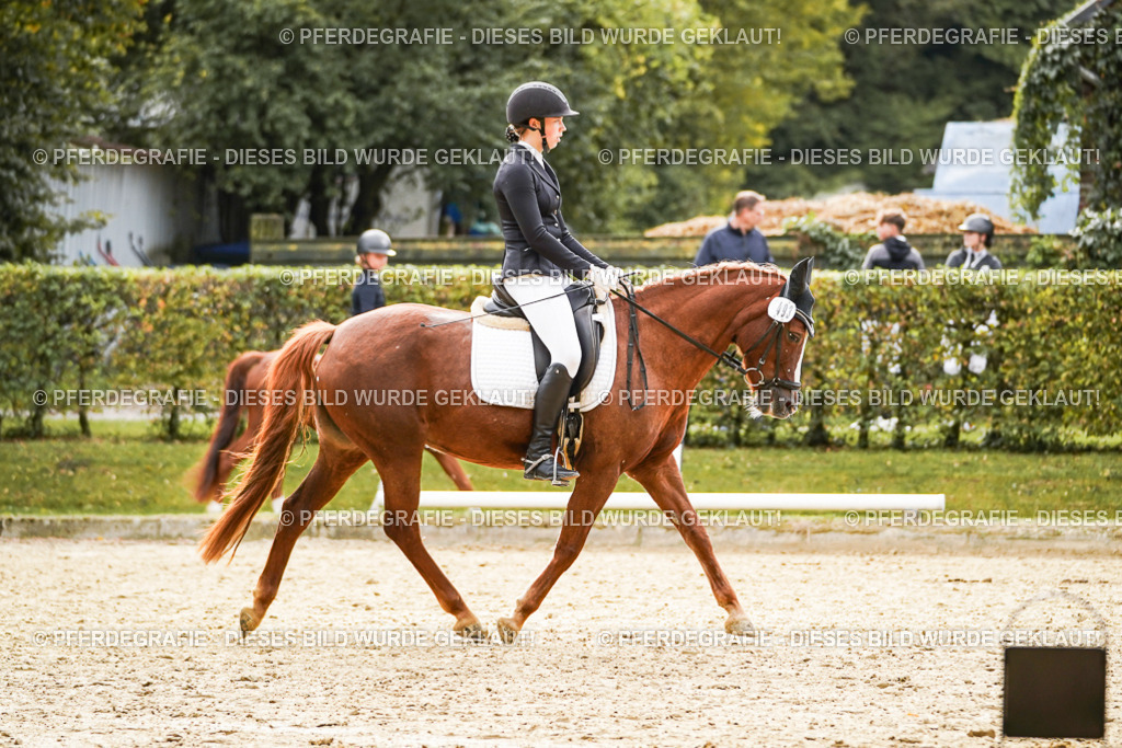 DSC00692 | Pferdegrafie