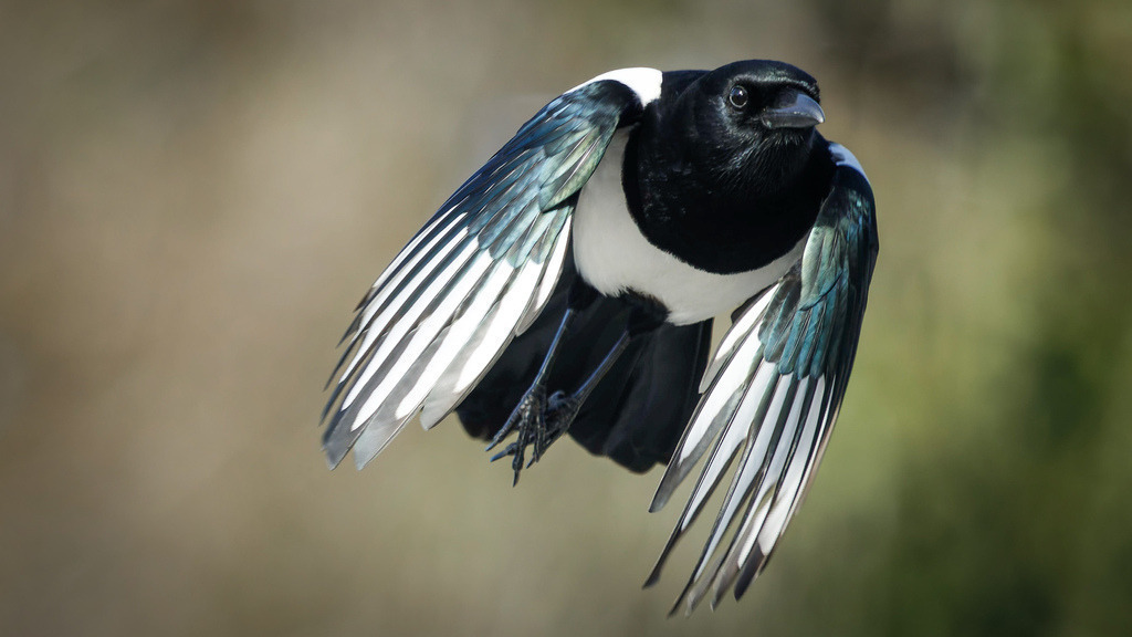 Magpie | Fotopresso – Sportfotografie in Heidenheim & Umgebung. Professionelle Sportfotografie für unvergessliche Momente. Dynamische Action-Shots, emotionale Szenen & hochwertige Bilder. - Realisiert mit Pictrs.com