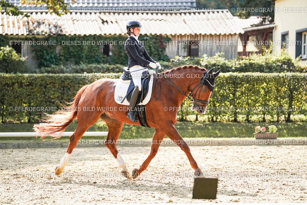 DSC08690 | Pferdegrafie