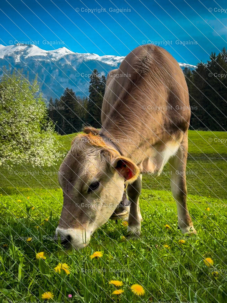Alpenkuhe | Entdecken Sie originelle Wandkunst auf Leinwand und Acrylglas sowie eine Vielzahl von Fotogeschenken und stockvideos in unserem Online-Shop. Dekorieren Sie Ihr Zuhause mit einzigartigen Kunstwerken und persönlichen Erinnerungen. Perfekt auch als Geschenk.