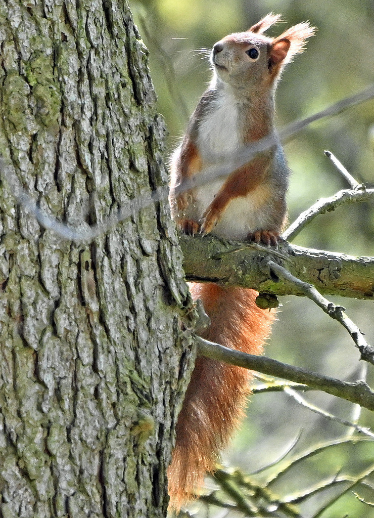 Eichhörnchen04h | lucisnaturbilder - Realisiert mit Pictrs.com