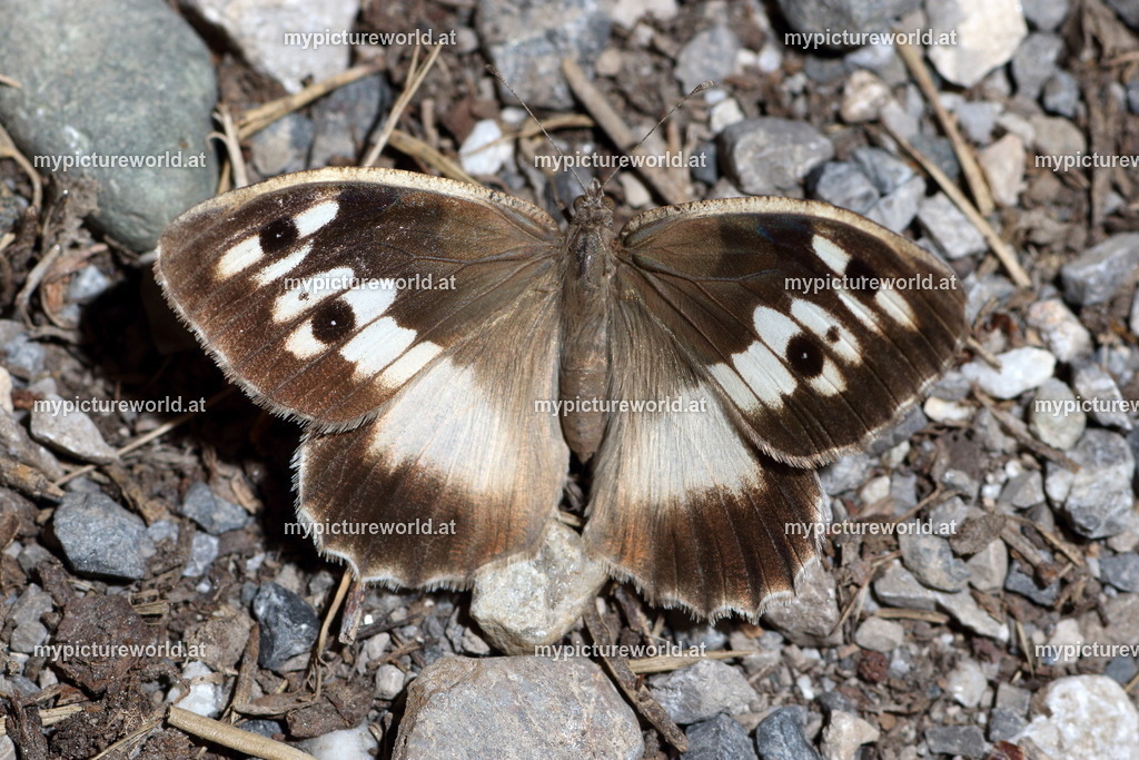 Chazara briseis-012 | Das Bilderarchiv über Tiere, Planzen und Landschaften. In der Bilddatenbank finden Sie ein große Auswahl an hochwertigen Bilder für Ihre Werbung - Realized with Pictrs.com