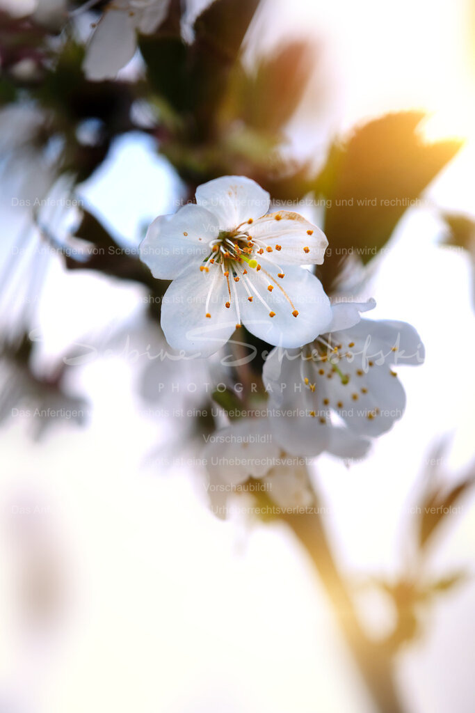 Wandbild Vogelkirsche | People- und Tierfotografie, Imageaufnahmen, Veranstaltungsfotografie und Wandbilder aus der Natur ★ Made in Germany ✔️ Druck + Downloads ✔️ Naturfotografie in Top Qualität ★ schneller Versand, weltweite Lieferung! - Realisiert mit Pictrs.com