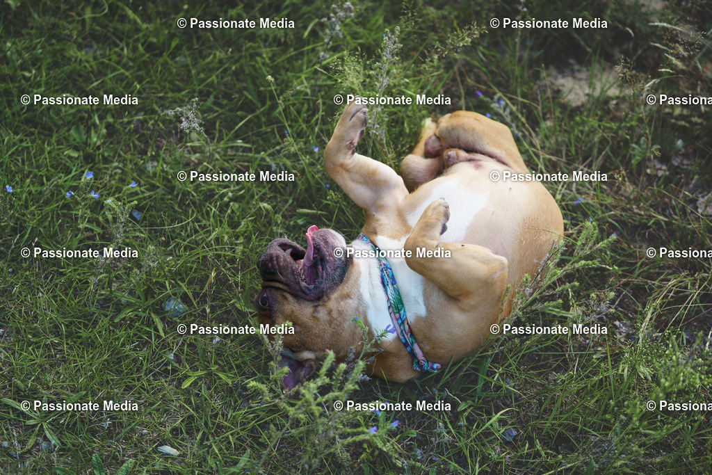 _DSC3462 | Passionate Media, dein Fotograf aus Brandenburg, Märkisch Oderland, im Bereich Motorsport, Autos und Motorräder sowie Events und auch Hunde. Shootings oder auch Eventbegleitungen können bei mir gebucht we