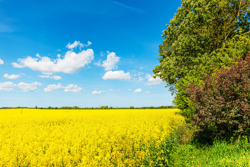 Blühendes Rapsfeld mit Bäumen und blauem Himmel in der Nähe von Rostock | Blühendes Rapsfeld mit Bäumen und blauem Himmel in der Nähe von Rostock.