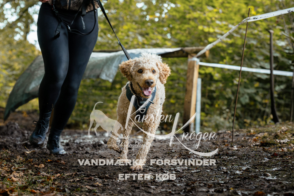 1419DZ6_1640Z6 | kk-dogfotos