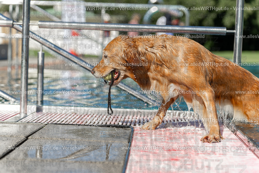 Hundeschwimmen_Volksbad_2026-allesWIRTHgut_Tierfotografie-2609061101-101112-7R509331 | Professionelle Tierfotografie in Mönchengladbach von Daniel Wirth (allesWIRTHgut). Liebevolle & natürliche Bilder von Hunden & Katzen für unvergessliche Erinnerungen.