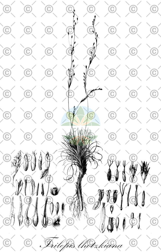 HistAbb_wfo-0000749535_1_ENZY_Simple | Historische Abbildung von Trilepis lhotzkiana - Cyperaceae | Historical Illustration of Trilepis lhotzkiana - Cyperaceae