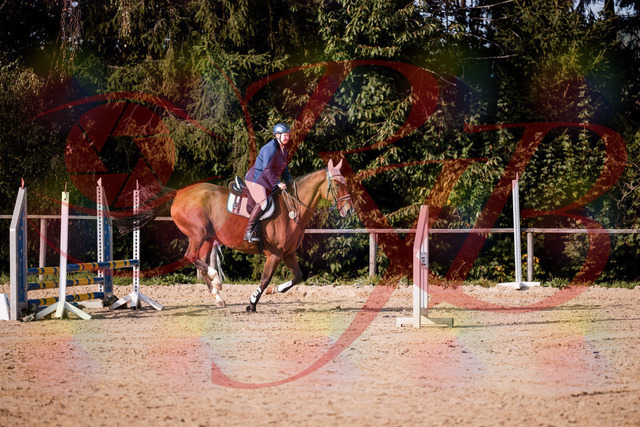 2026_10_03_Siefer-Hof_160654_Z81_88802946 | Professionelle Reitsport-, Turnier- und Eventfotografie von Robert Broda. Galerien mit ausgewählten und bearbeiteten Bildern direkt online ansehen und bestellen.