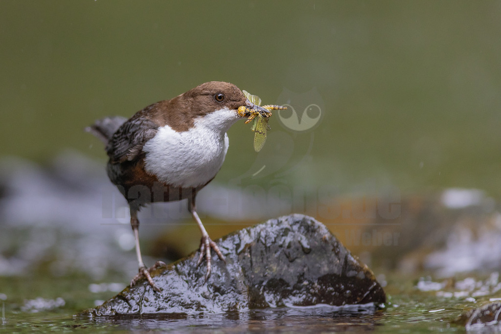 20220605110543-2 | Das Bild zeigt eine Wasseramsel (Cinclus cinclus), die auf einem Stein in einem Bach steht und eine große Insektenlarve im Schnabel hält. Die Wasseramsel hat ein braunes Gefieder am Kopf und Rücken, eine weiße Brust und einen kurzen Schwanz. Sie steht auf einem dunklen, nassen Stein, der aus dem Wasser ragt. Das Wasser fließt um den Stein herum und der Hintergrund ist unscharf und grünlich. Die Wasseramsel hat eine Beute gefangen. - Realisiert mit Pictrs.com