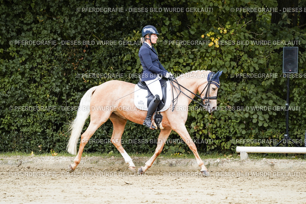 DSC04653 | Pferdegrafie