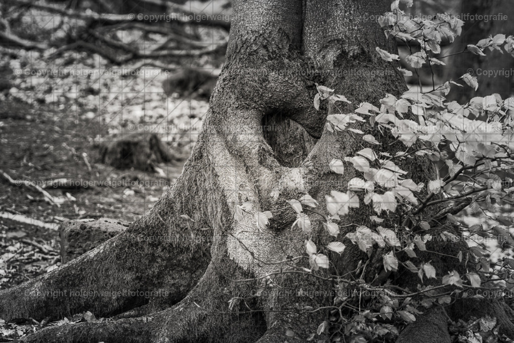 Ein Herz inmitten der Rinde | Kaufen sie online außergewöhnliche Fotografien auf Leinwand Acrylglas Fotoprint Aludibond von holgerweigeltfotografie - Realisiert mit Pictrs.com