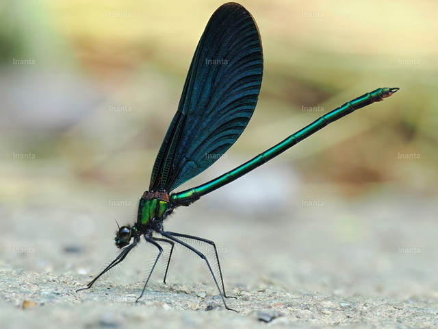 Blauflügel-Prachtlibelle (Calopteryx virgo) | Inanta - Realisiert mit Pictrs.com