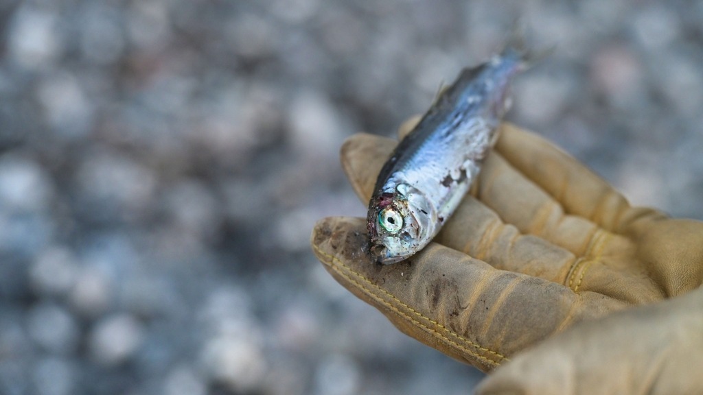 Z73_7702 | Freier Fotograf aus Itzehoe. Kontakt via instagram.com/f0t0kunst/ - Realisiert mit Pictrs.com