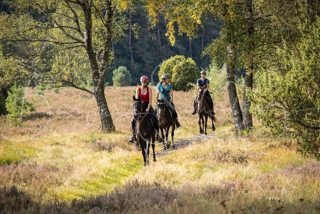 DdLH-WehlenerHeide_2025-09-20_59 | Fotografie, Veranstaltungs-Fotografie, Pferde-Fotografie, Landschafts-Fotografie, Reise-Fotografie - Realisiert mit Pictrs.com