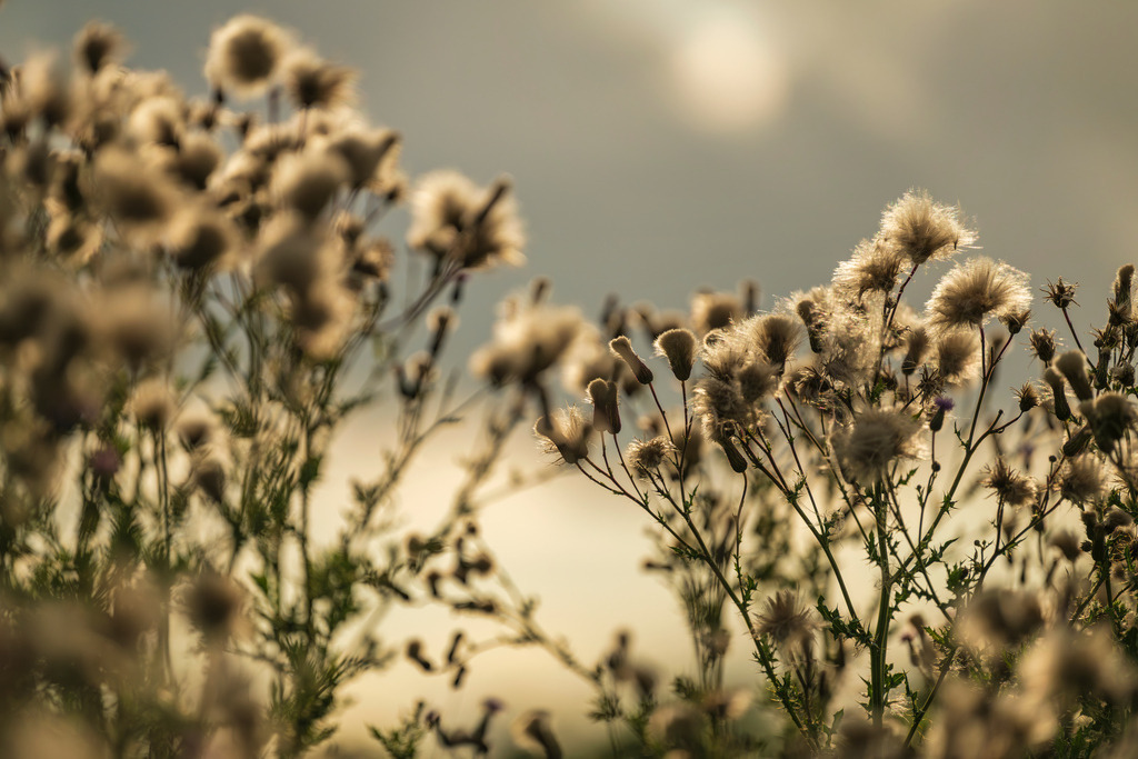 2025_07_29_HETLINGER SCHANZE_MCP0135 | Hochwertig gedruckte Fotografien für die Wand, als Kalender und zum Verschenken. Hamburg & Norddeutschland und überall wo ich mit der Kamera unterwegs war.