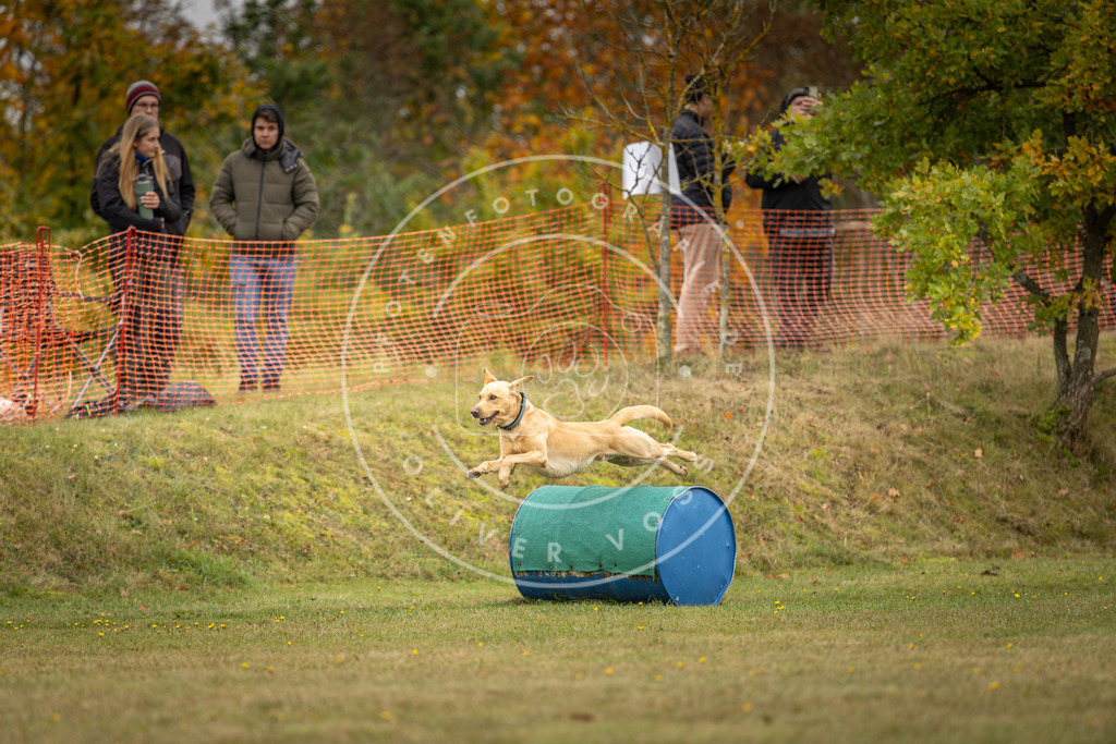 Pfotenfotografie_DV3A4443 | Hundefotografie, Tierfotograf, Pfotenfotografie, Fotoshooting Hund, Hunde Portrait, Hundesport, Hundeportraits, Heideshooting, Hunde, Sportfotograf, Hundefotograf, Turnierhundsport, THS,  - Realisiert mit Pictrs.com
