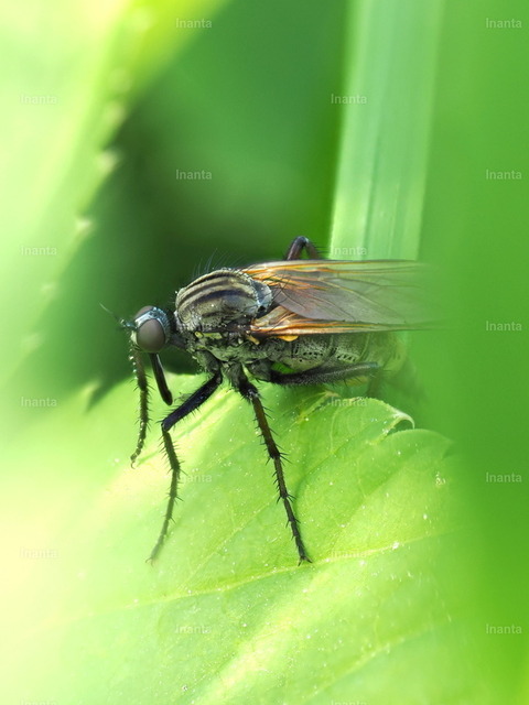 Gewürfelte Tanzfliege (Empis tessellata) | Die Gewürfelte Tanzfliege (Empis tessellata) ist eine 8–12 mm große, dunkel gefärbte Tanzfliege mit charakteristischer würfelartiger Zeichnung. Sie gehört zur Familie der Tanzfliegen und wird häufig auf Blüten oder bei der Paarung beobachtet. –  – The Chequered Dance Fly (Empis tessellata) is an 8–12 mm dark-colored dance fly with a characteristic chequered pattern. It belongs to the dance fly family (Empididae) and is commonly seen on flowers or during mating. - Realisiert mit Pictrs.com