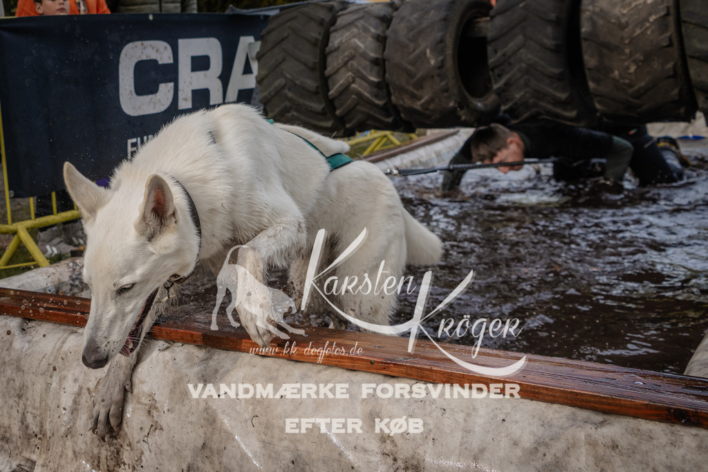 1448_ZZ90298 | kk-dogfotos