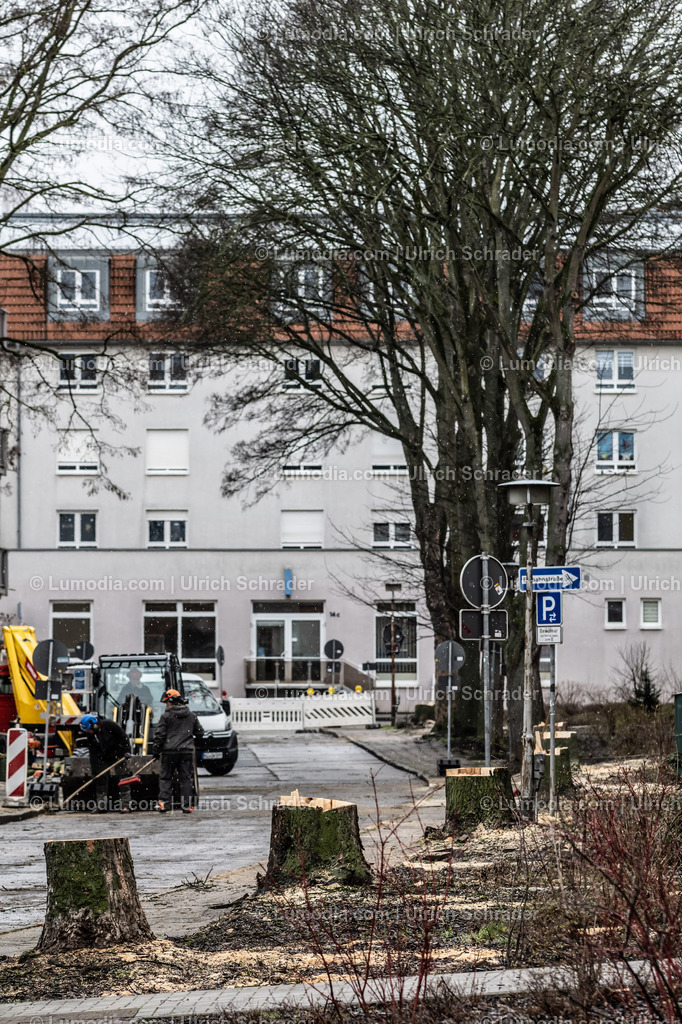 10049-12932 - Baumfällungen in Halberstadt | Stockfoto und Bilderpool mit Bildmaterial aus Deutschland, dem Harz, Halberstadt, Quedlinburg, Wernigerode und weltweit. Qualitativ hochwertige und professionelle Fotos anschauen und kaufen. - Realisiert mit Pictrs.com
