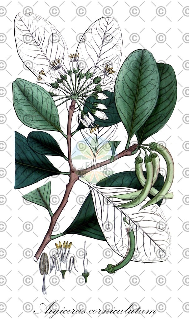HistAbb_wfo-0000521489_1_ENZY_Simple | Historische Abbildung von Aegiceras corniculatum - Primulaceae | Historical Illustration of Aegiceras corniculatum - Primulaceae