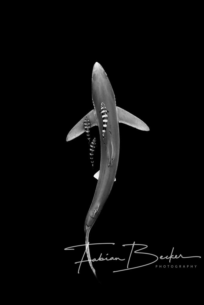 Aus der Tiefe | Einzigartige Wandbilder von faszinierenden Unterwasserwelten. Exklusive Kunst für Empfangsbereiche, Wohnraum oder Wartezimmer. - Realisiert mit Pictrs.com