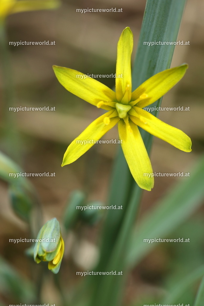 Wald-Gelbstern-007 | Das Bilderarchiv über Tiere, Planzen und Landschaften. In der Bilddatenbank finden Sie ein große Auswahl an hochwertigen Bilder für Ihre Werbung - Realisiert mit Pictrs.com
