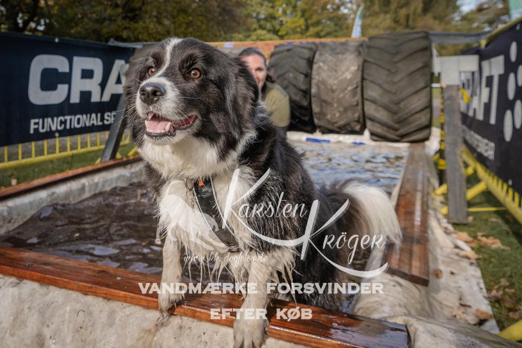 1422_ZZ94417 | kk-dogfotos