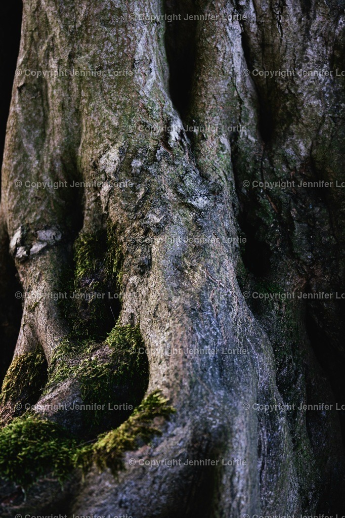 Mystischer Baum | Kreative Naturaufnahmen als hochwertige Druckprodukte kaufen. - Realisiert mit Pictrs.com