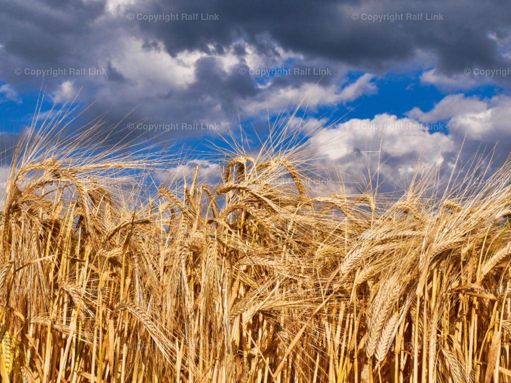 Getreide_01 | Stockfotos, Fotos mit Miniaturfiguren und kreativen Ideen. Dabei auch vieles aus der Metropolregion Rhein-Neckar. 